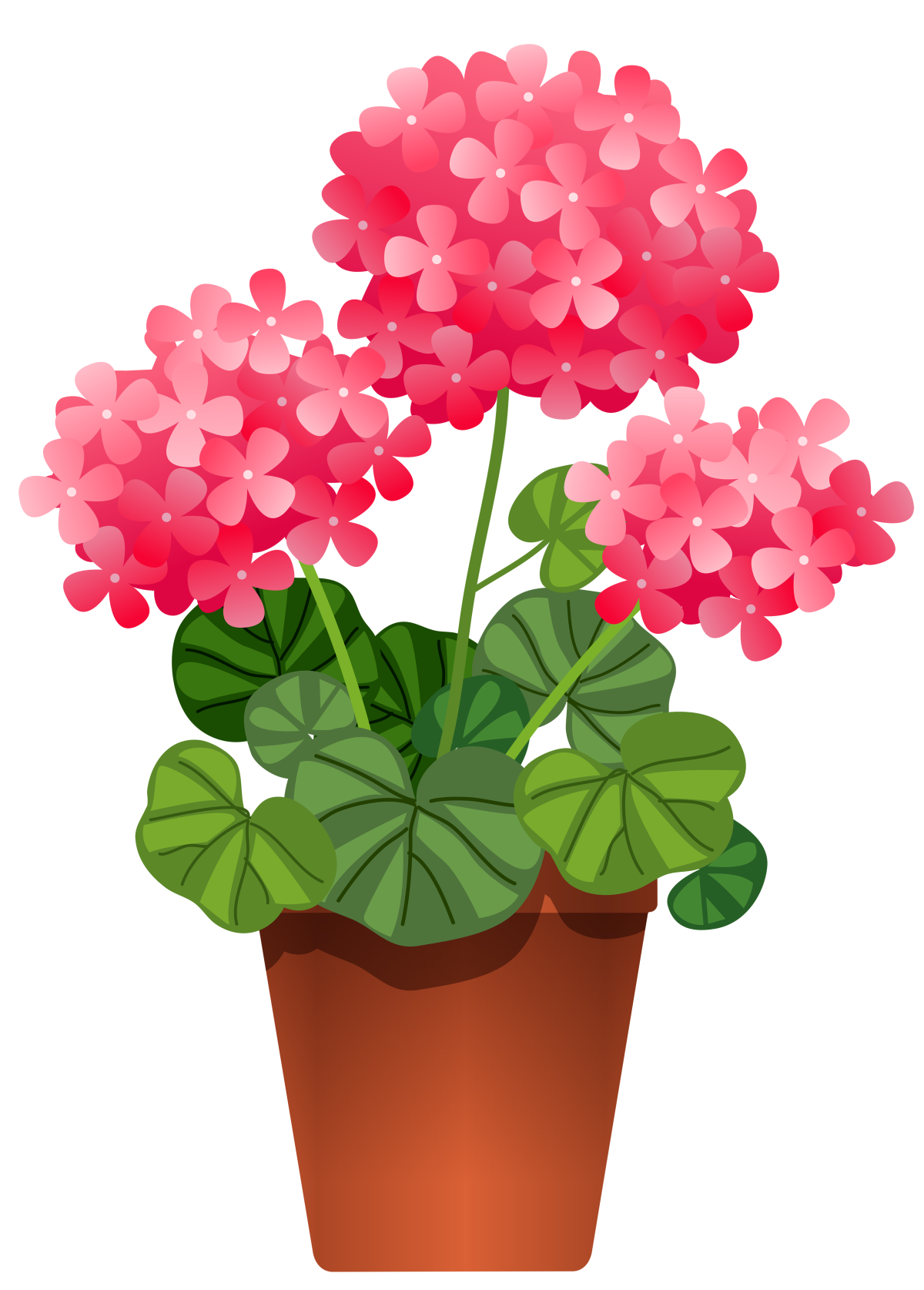 "Вегетативное размножение комнатных растений фиалка