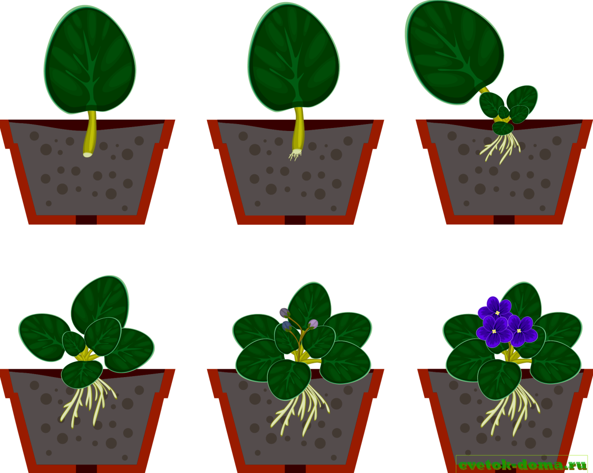 Как посадить цветок 6 класс