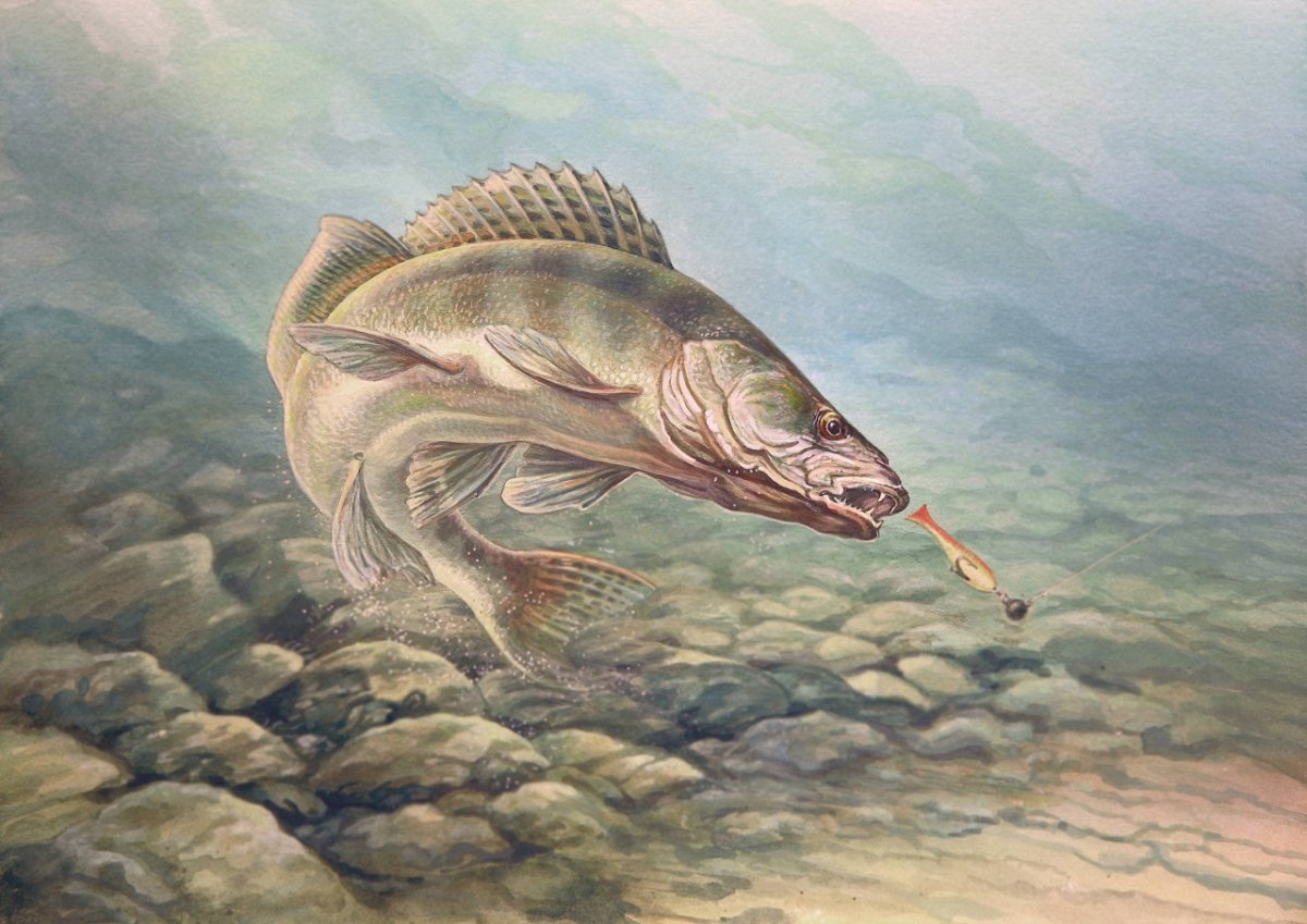 Атака судака