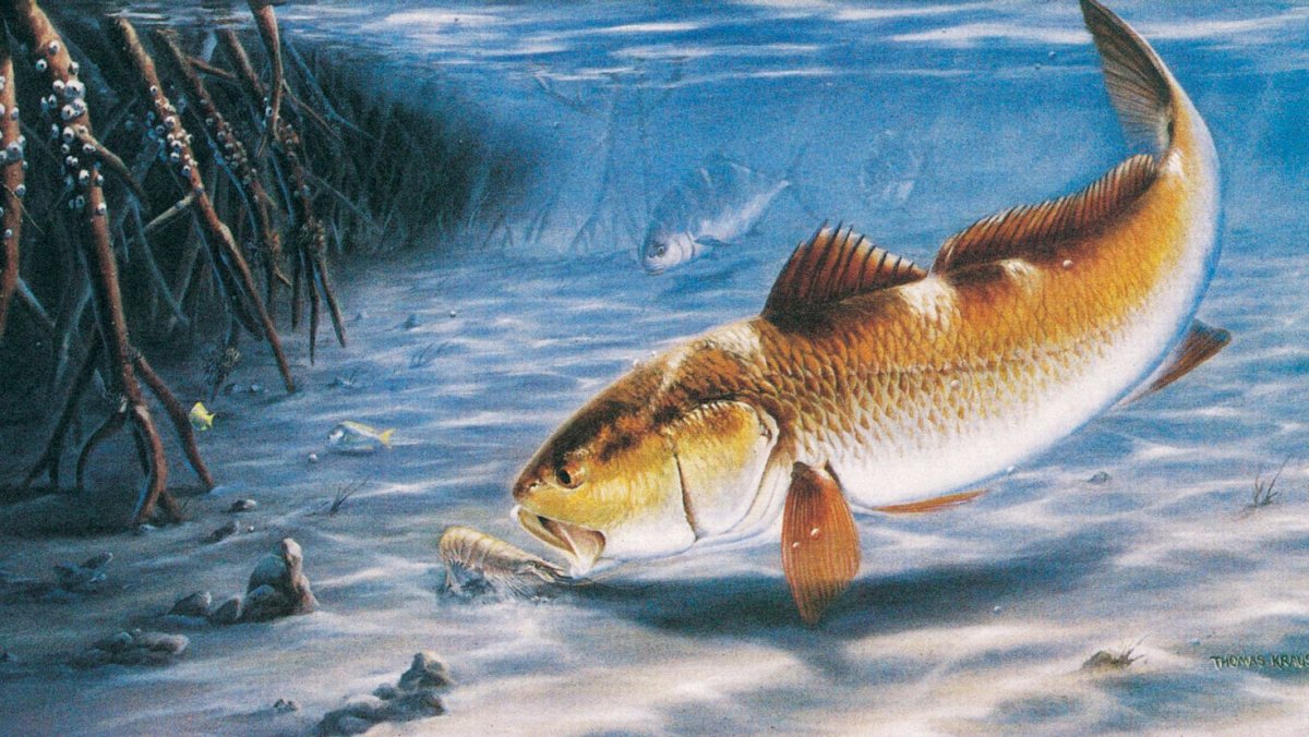 Рыба в реке зимой