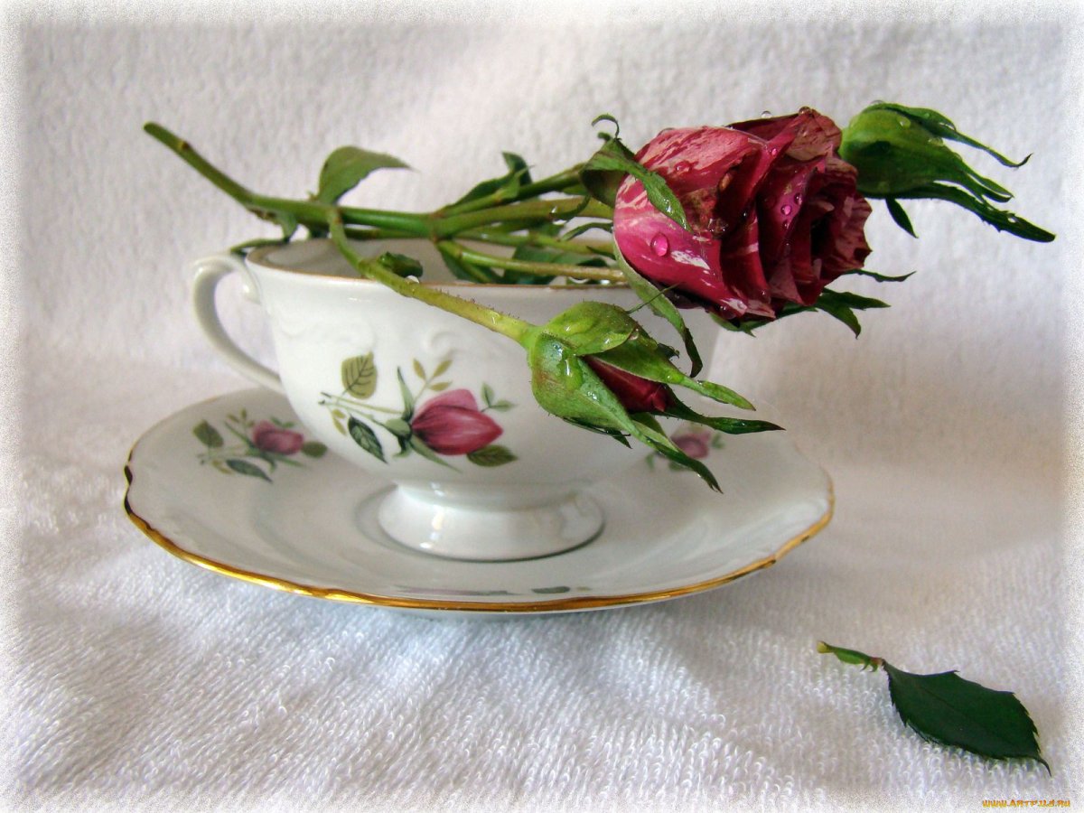 Открытки с добрым днём с розами