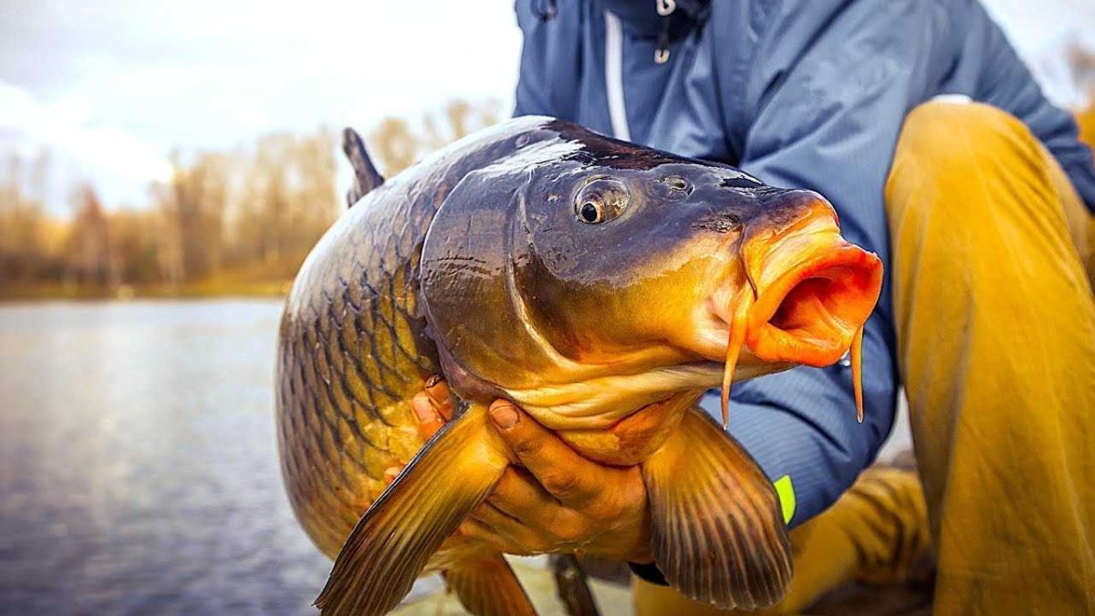 "Большой улов"