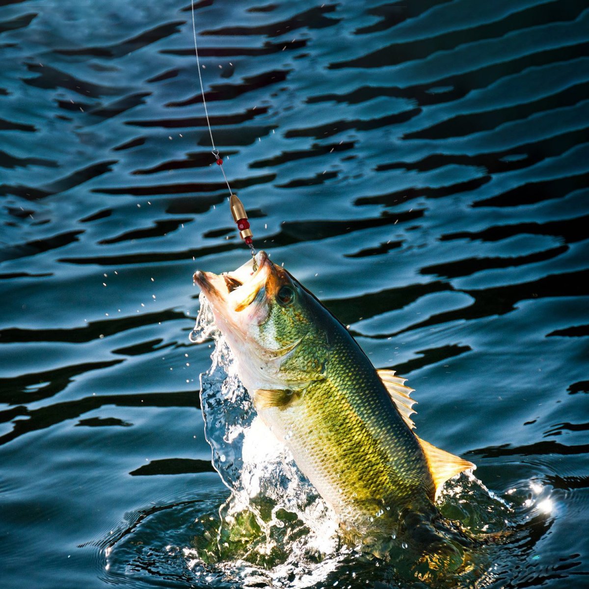 Рыбак с рыбой вектор