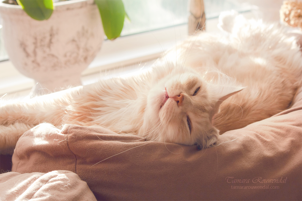 Кошка нежится