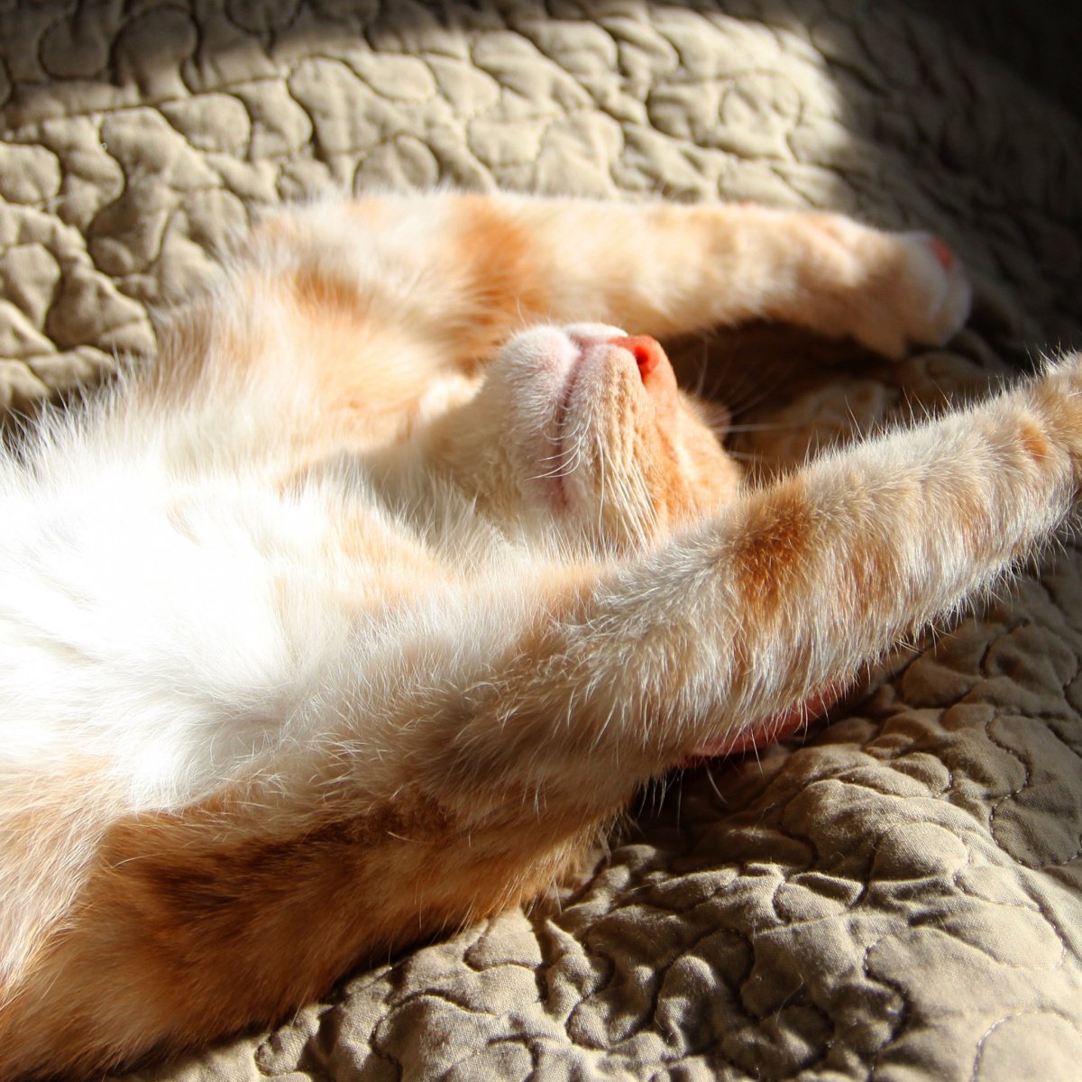 Кошачьи потягушки