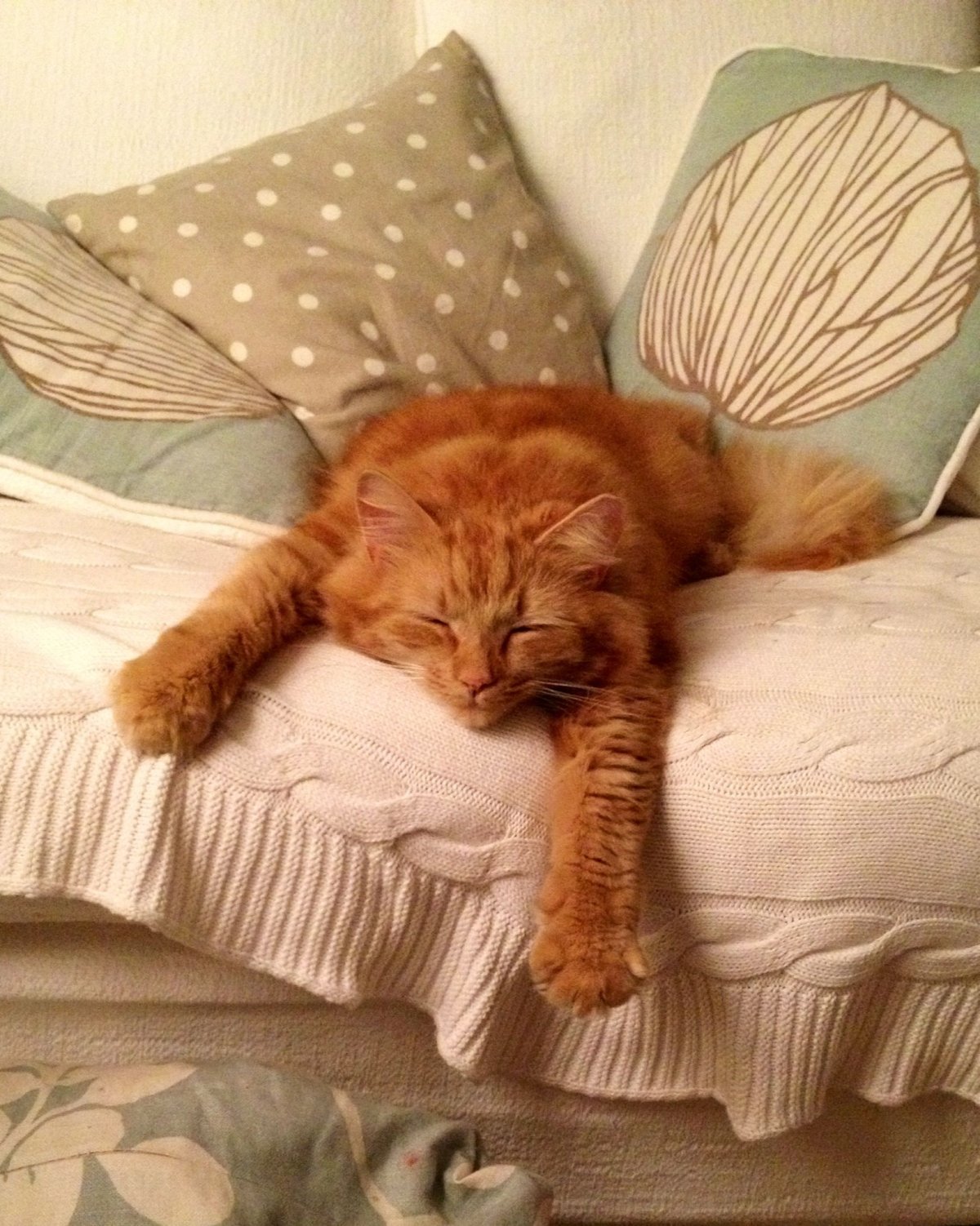 Утро с рыжим котом