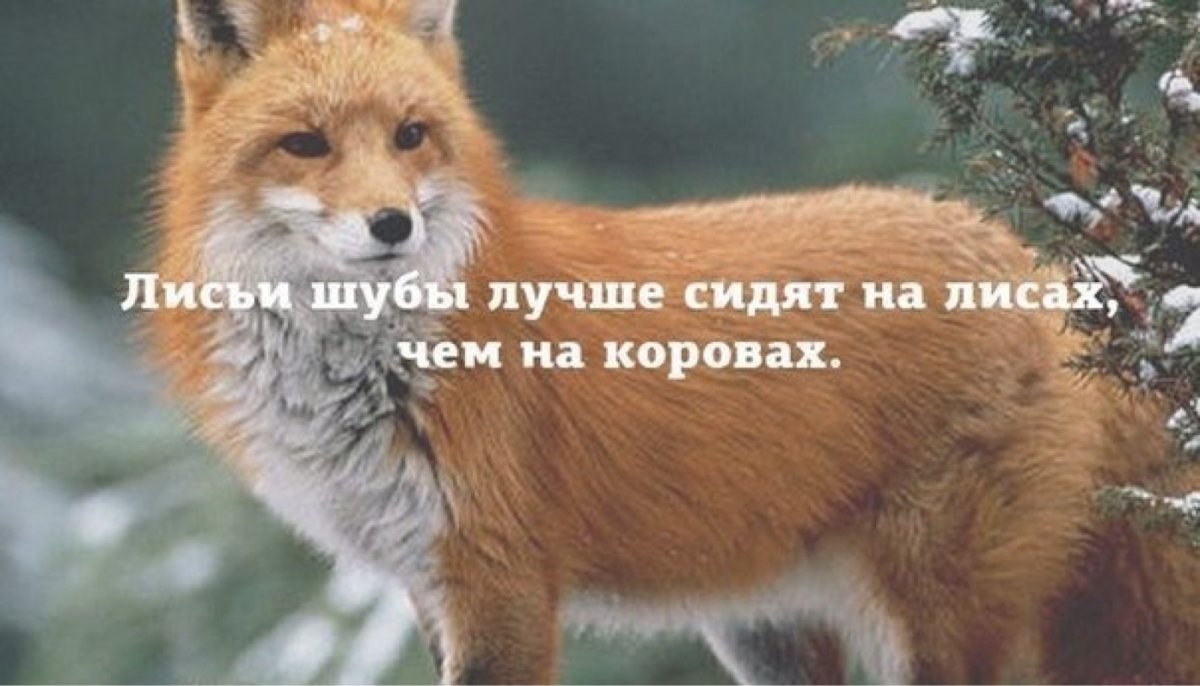 Открытки с лисой прикольные