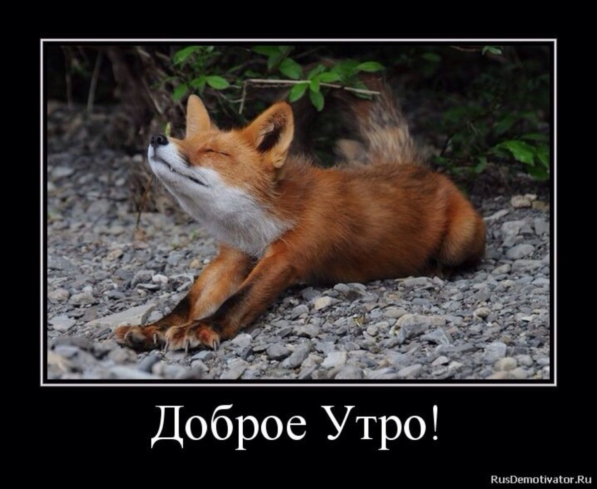 Тиджой Лисёнок