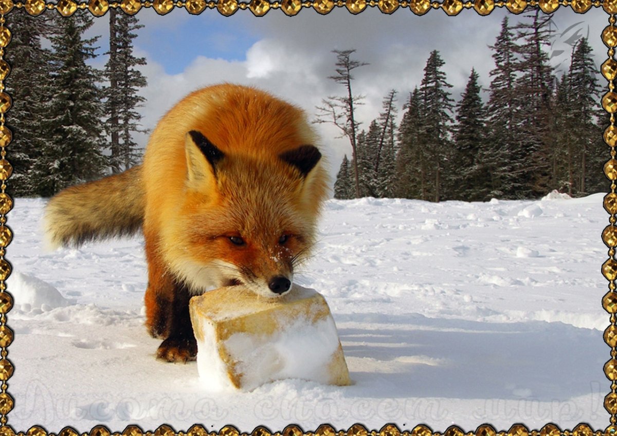 Суету навести охота