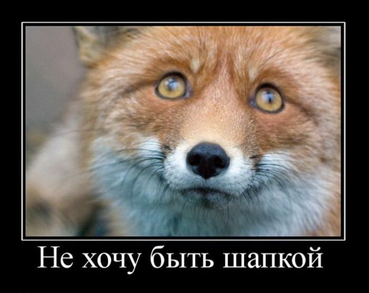 Лиса колбаса