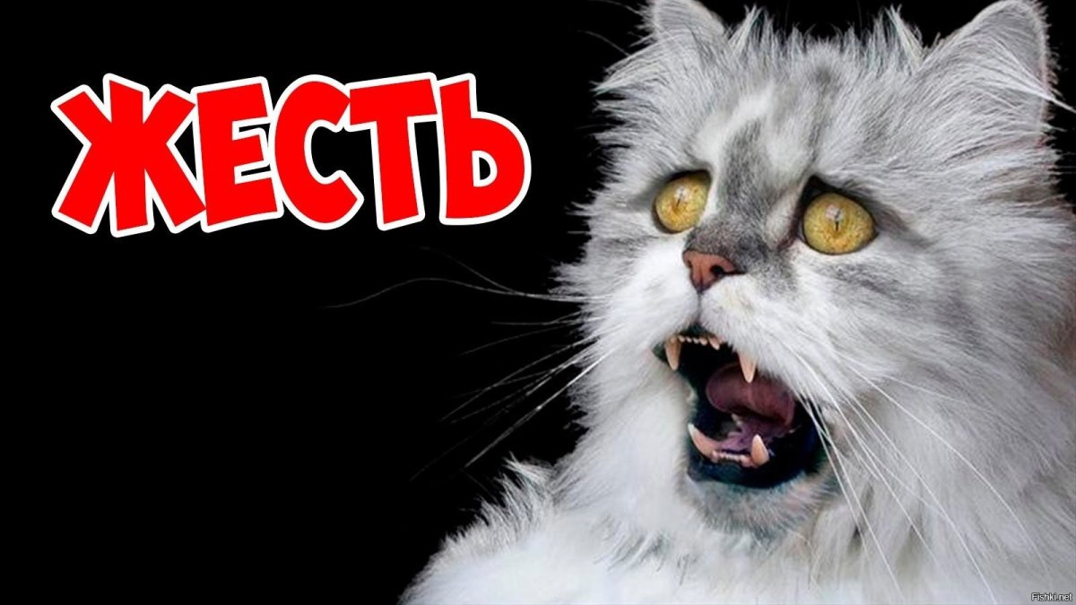 Удивленный кот на белом фоне