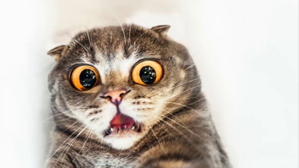 Испуганный кот