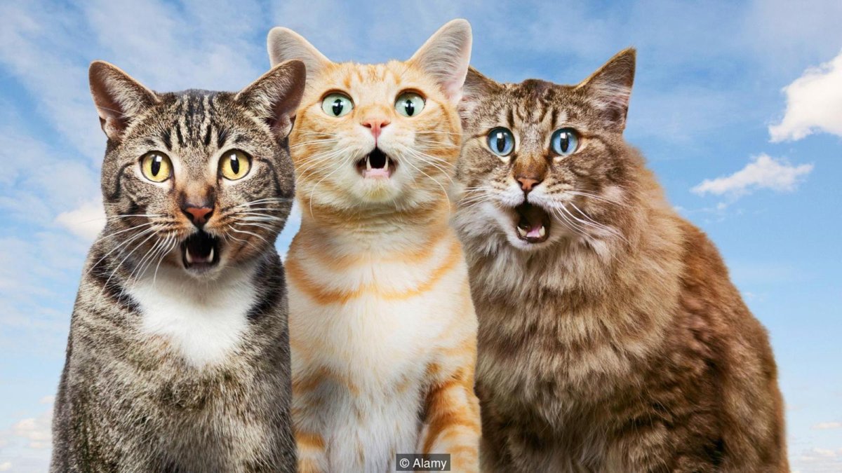 Удивленный кот