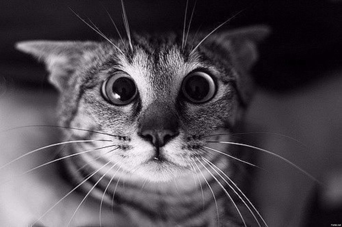 Коты демотиваторы