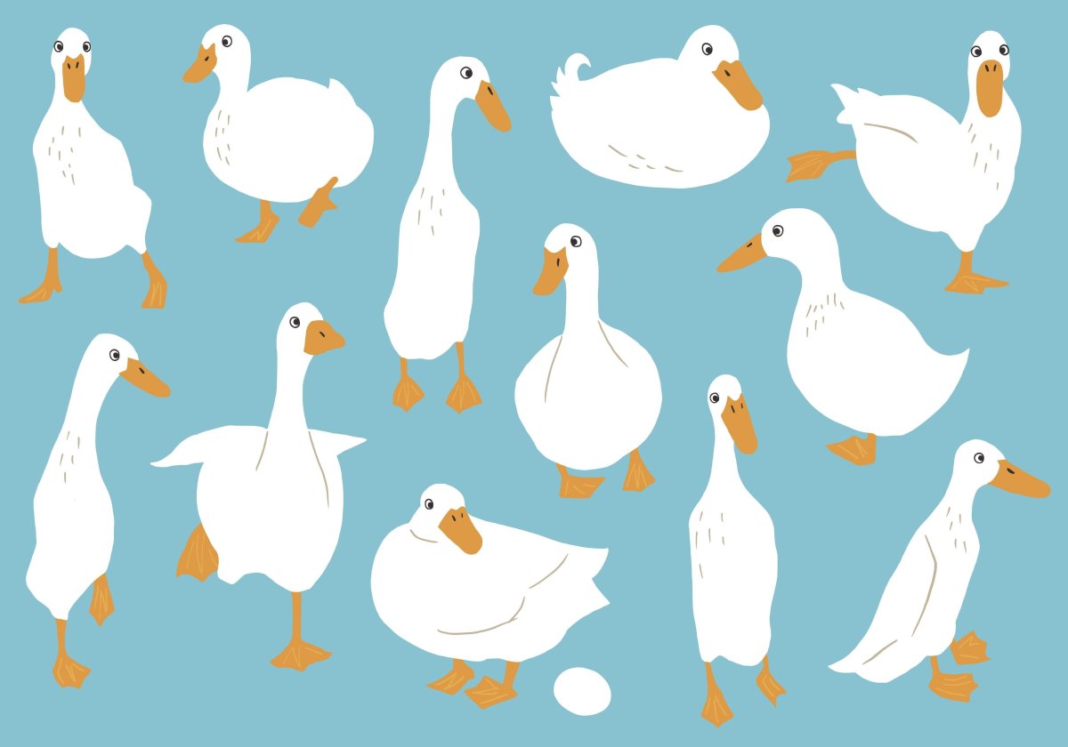 Референс утки