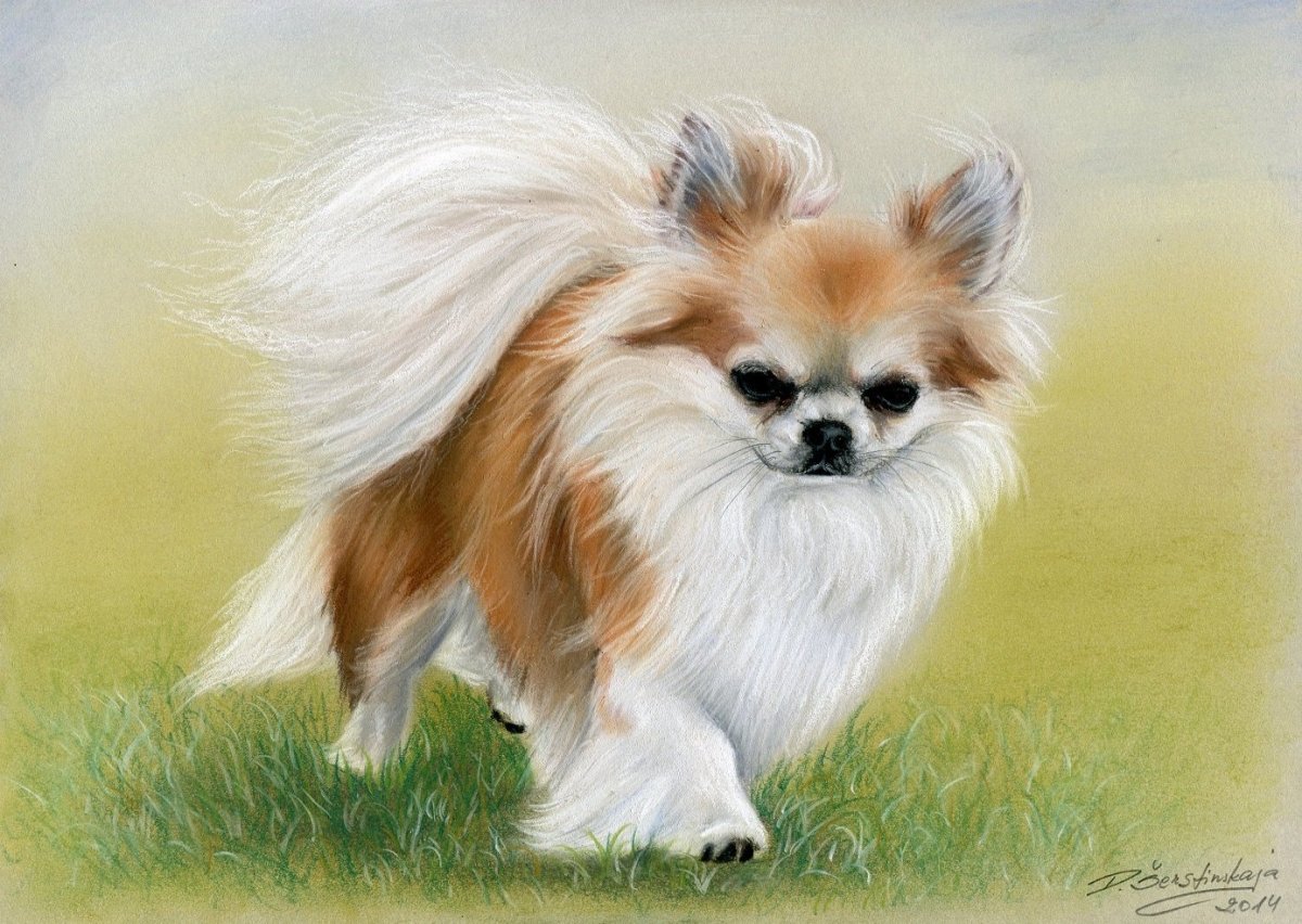 Алмазная мозаика шпиц