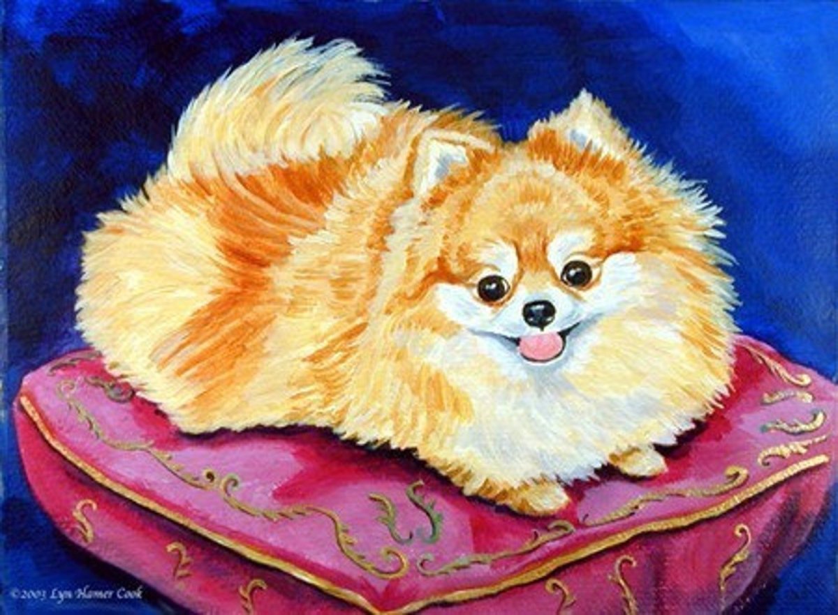 Шпиц померанский Art