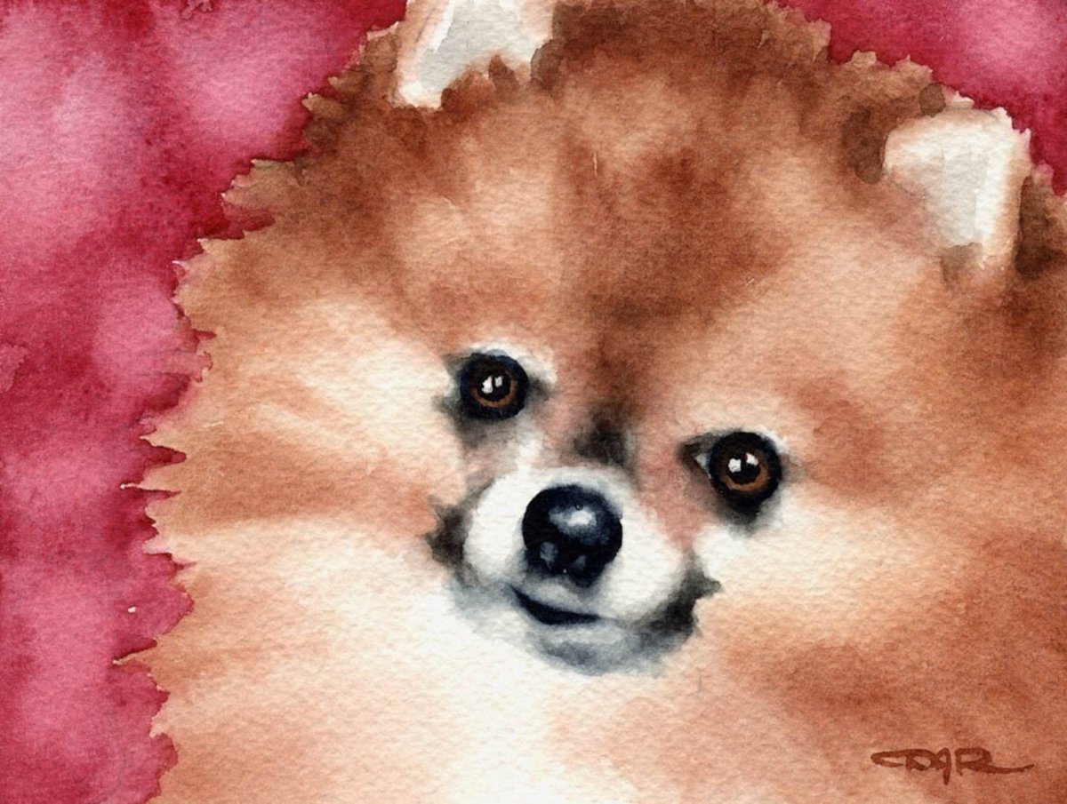 Померанский шпиц