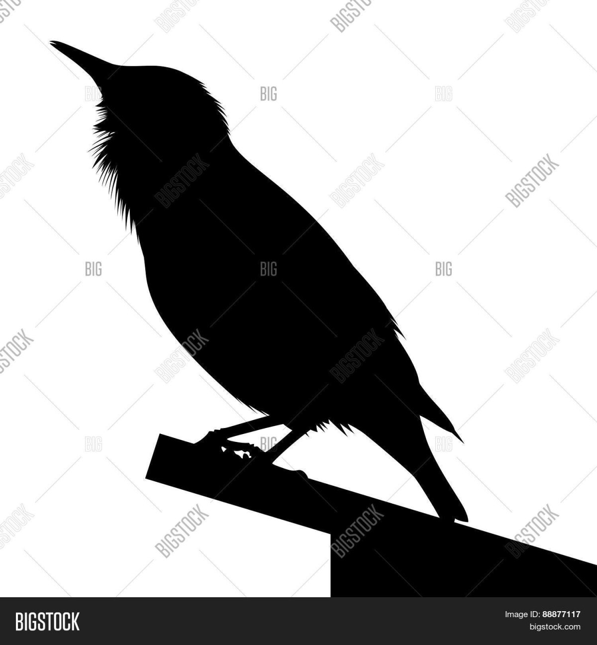 Скворец силуэт для детей