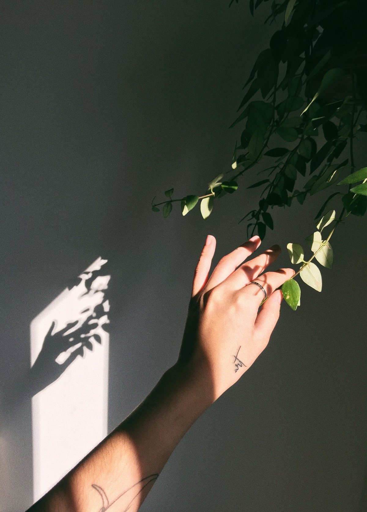 Руки Эстетика