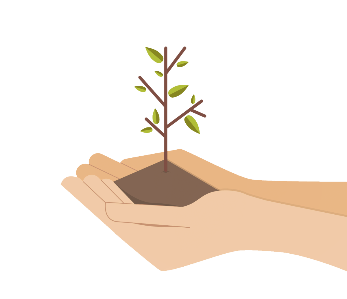 Маленькие саженцы деревьев