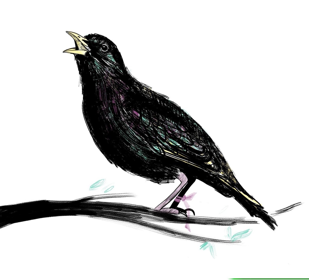 Скворец на белом фоне