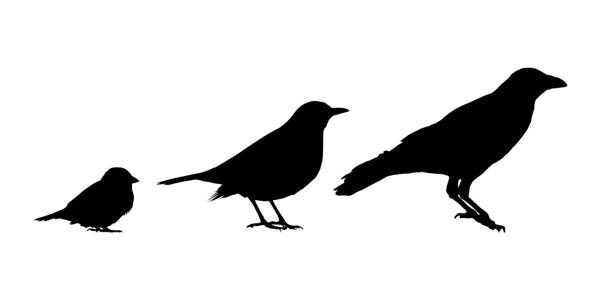 Силуэты птиц для детей