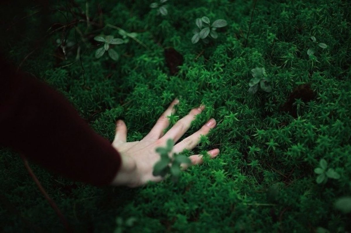 Зелень Эстетика