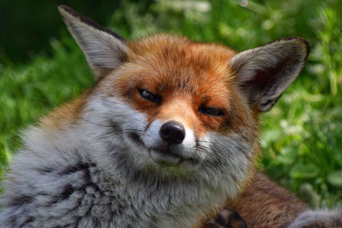 Лиса улыбается