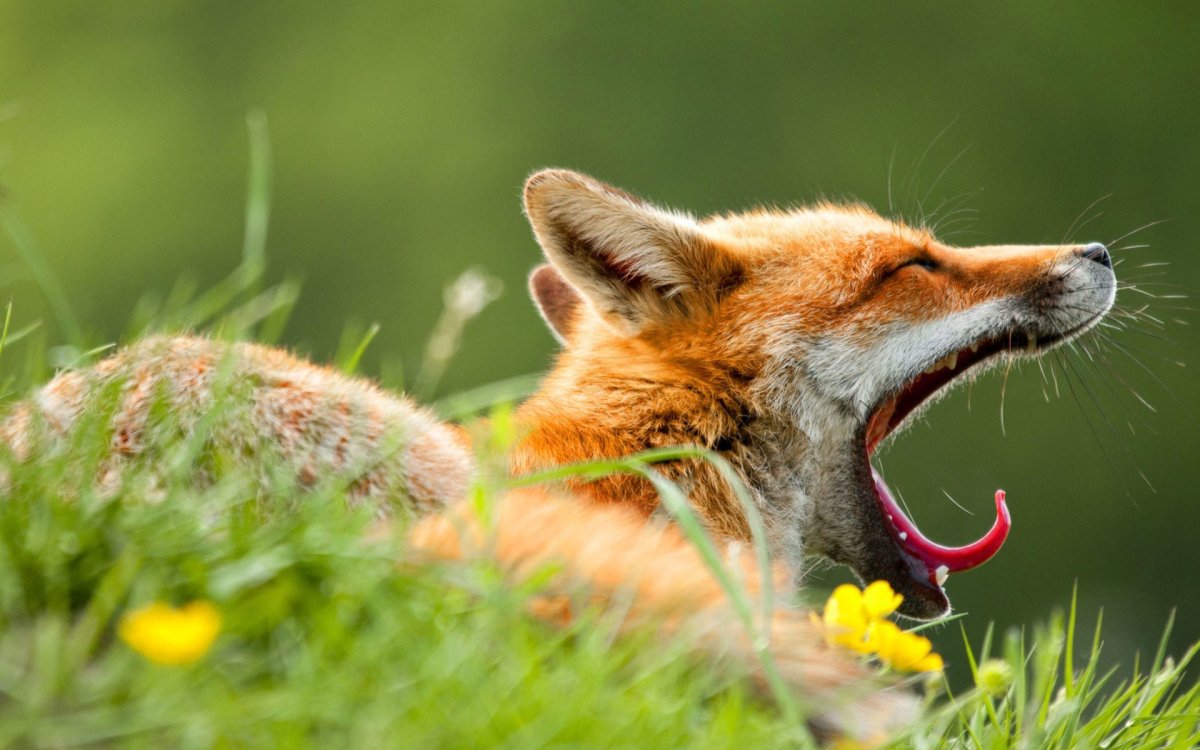 Лиса зевает