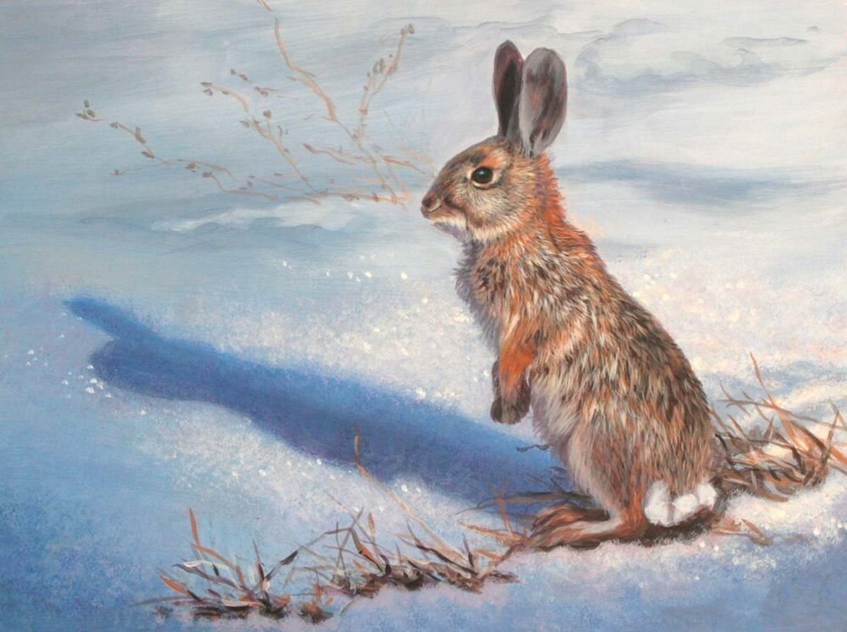 Заяц Беляк картина