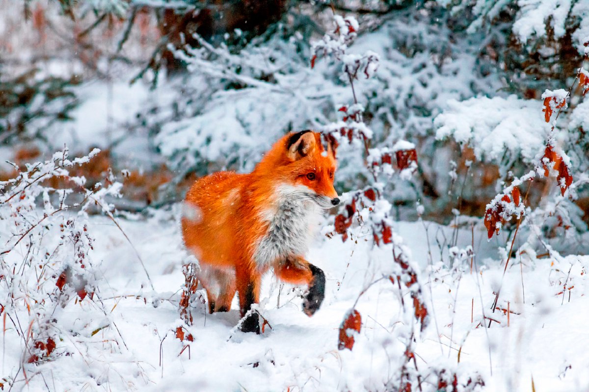 Лиса лиса снег