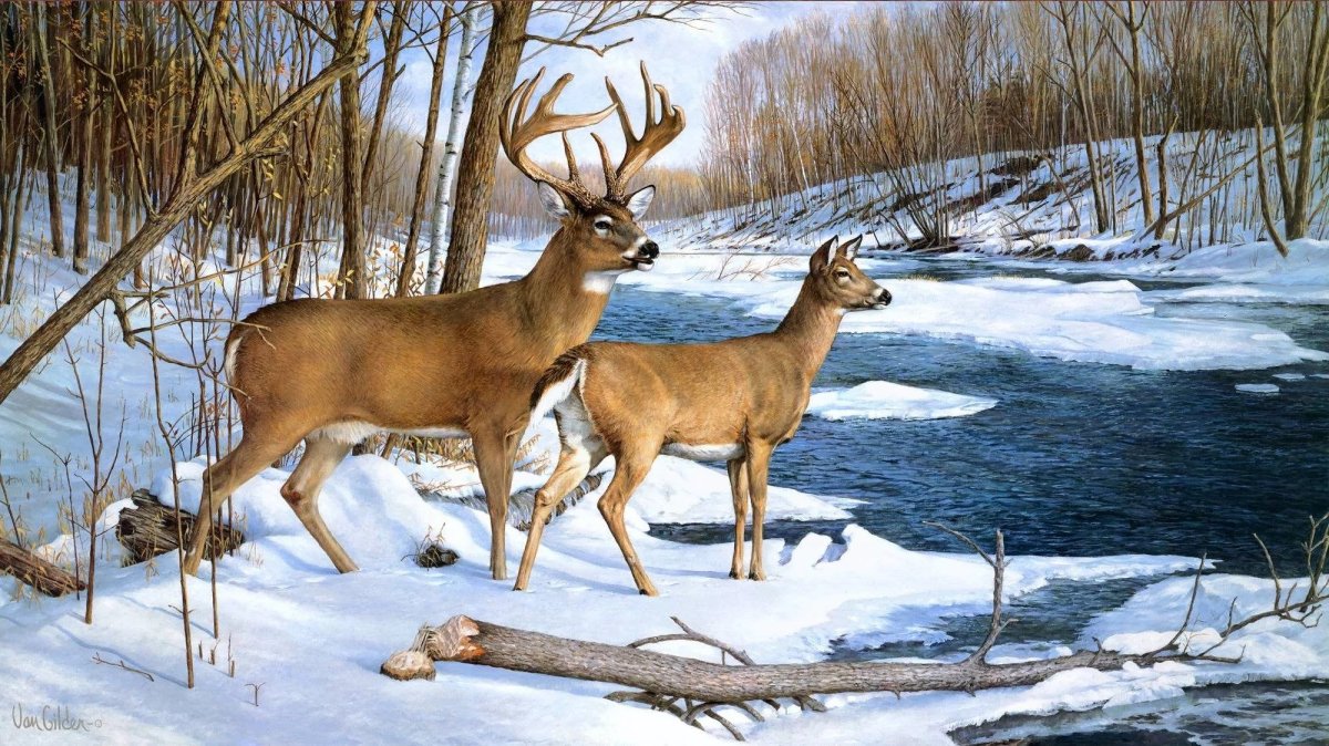 Лось в зимнем лесу