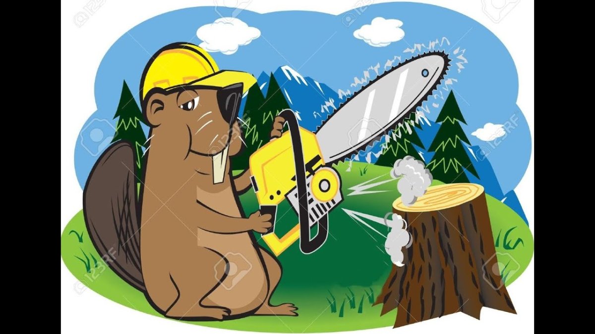 Медведь в каске