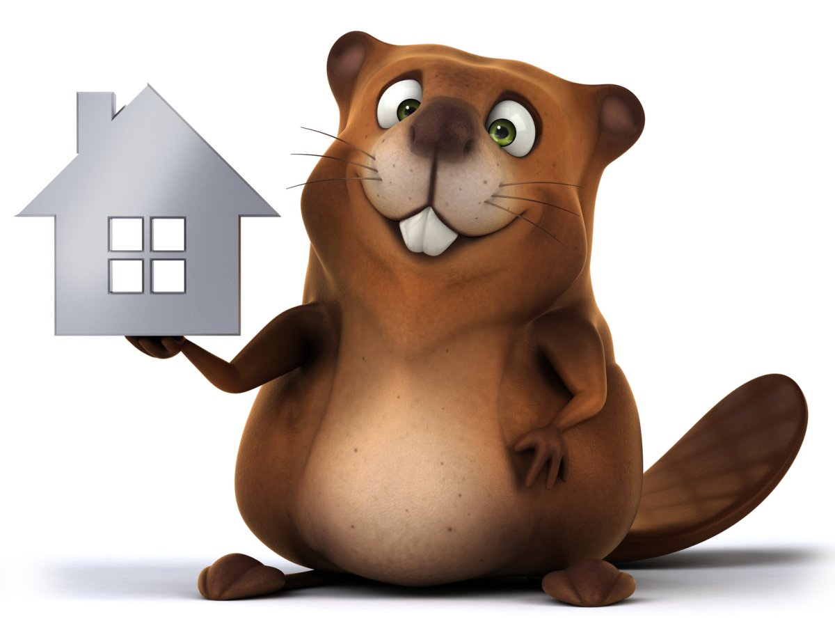 Бобер с табличкой