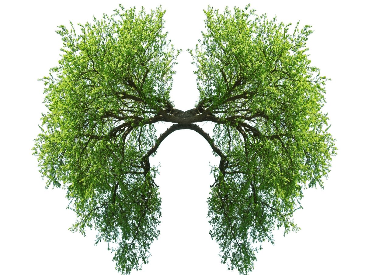 Дерево в виде лёгких