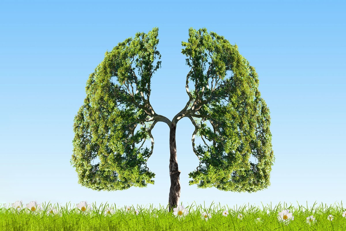 Деревья легкие земли