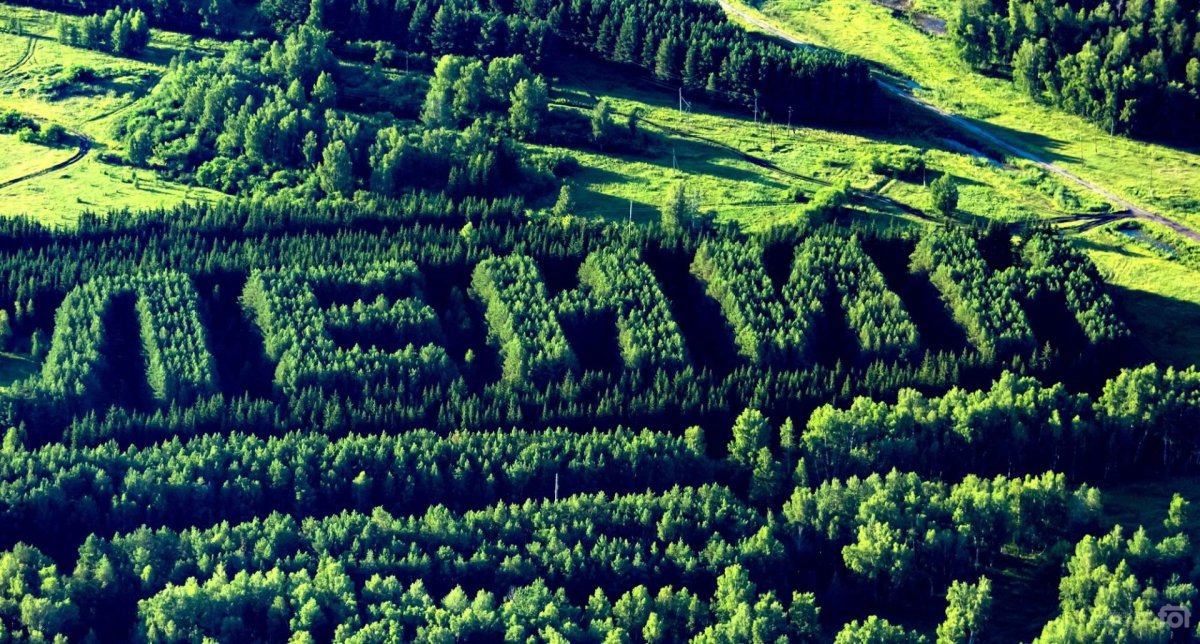 День земли дерево