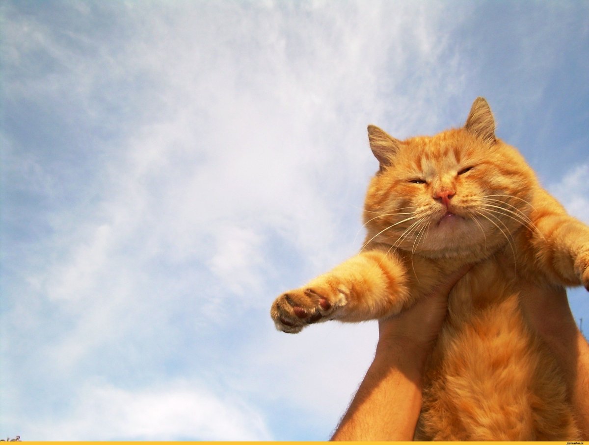 Толстый рыжий кот