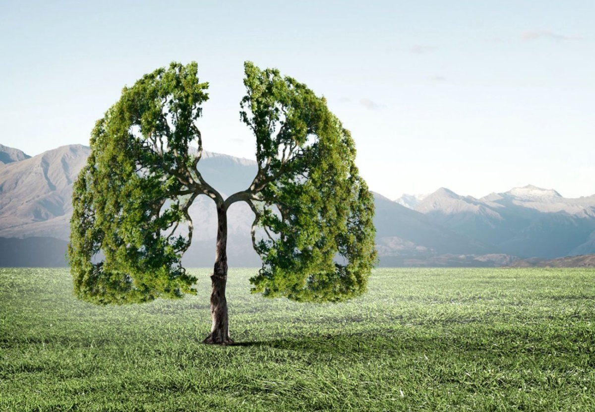 Лес легкие планеты