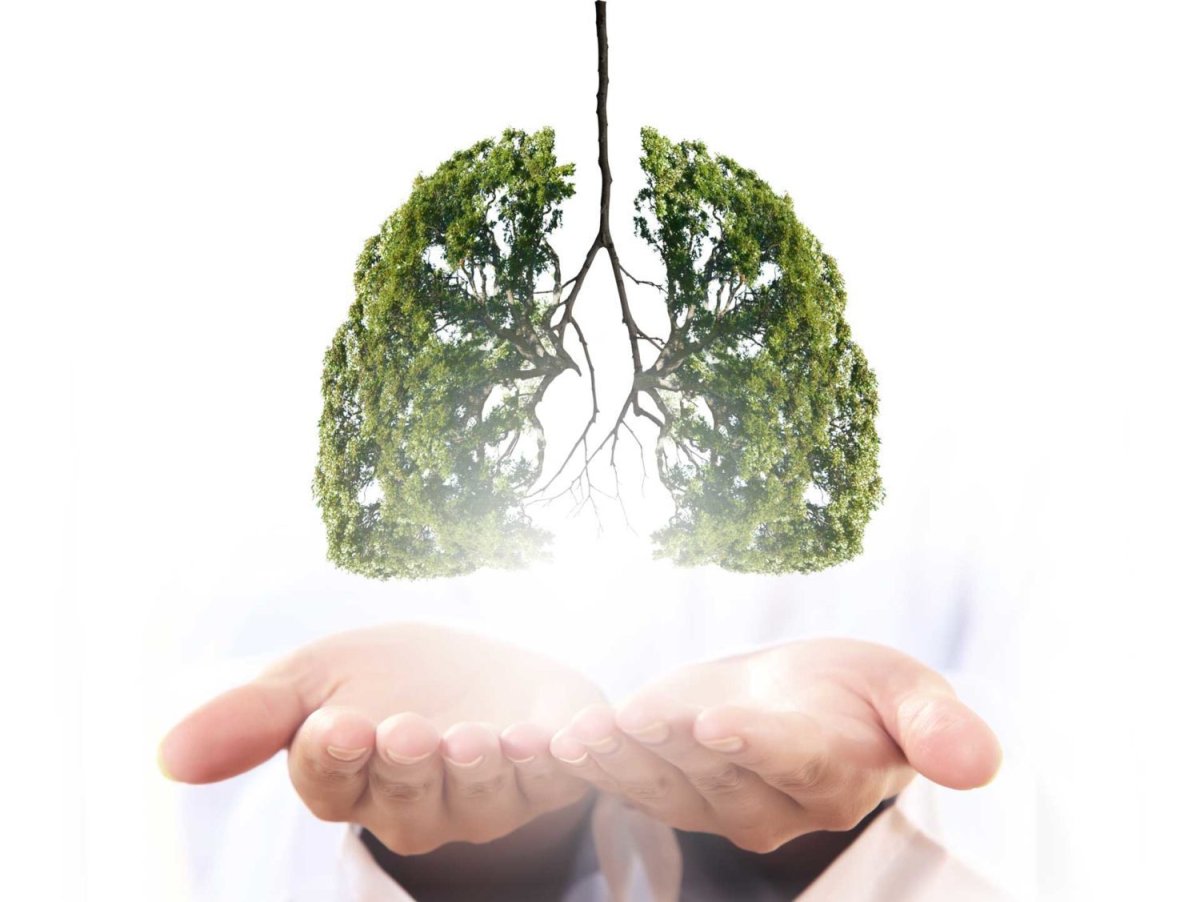 Легкие в виде дерева