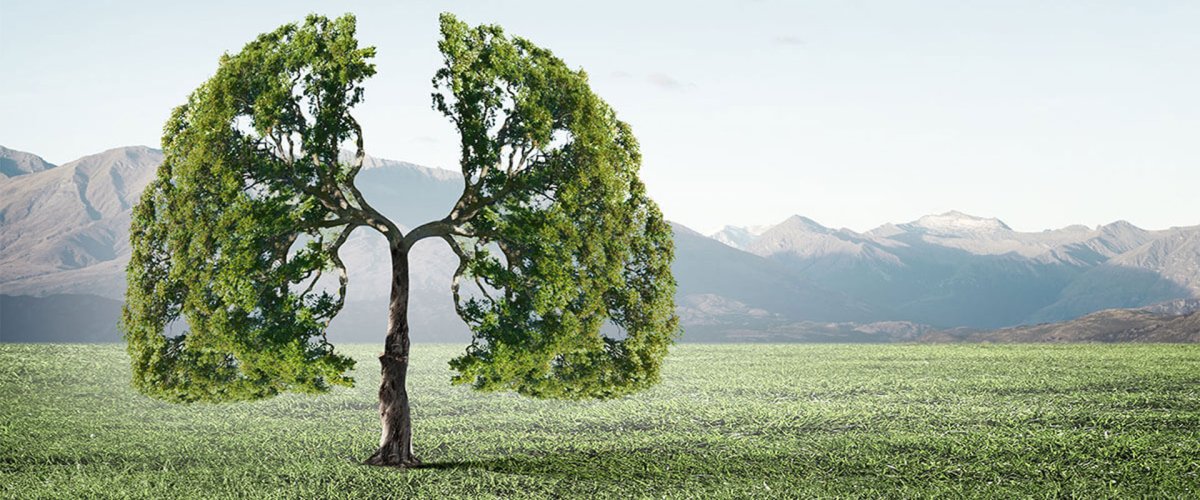 Деревья легкие нашей планеты