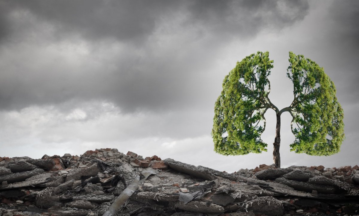 Легкие в виде дерева