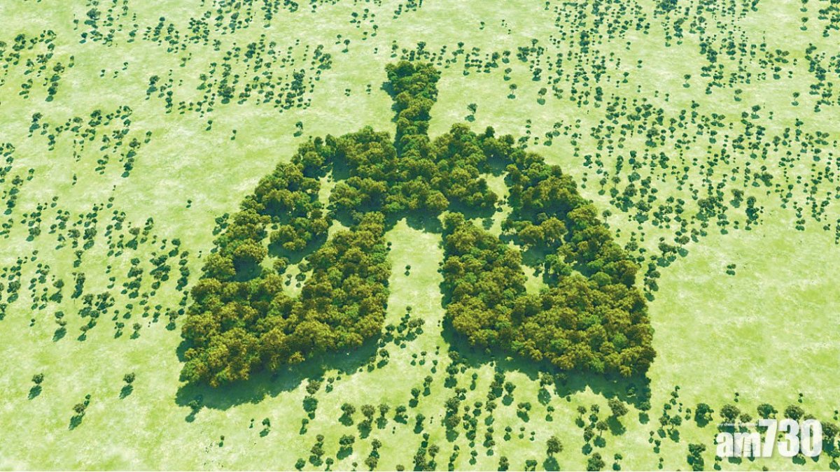 Лес легкие планеты