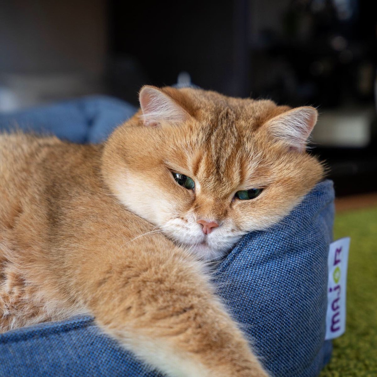 Толстый рыжий кот