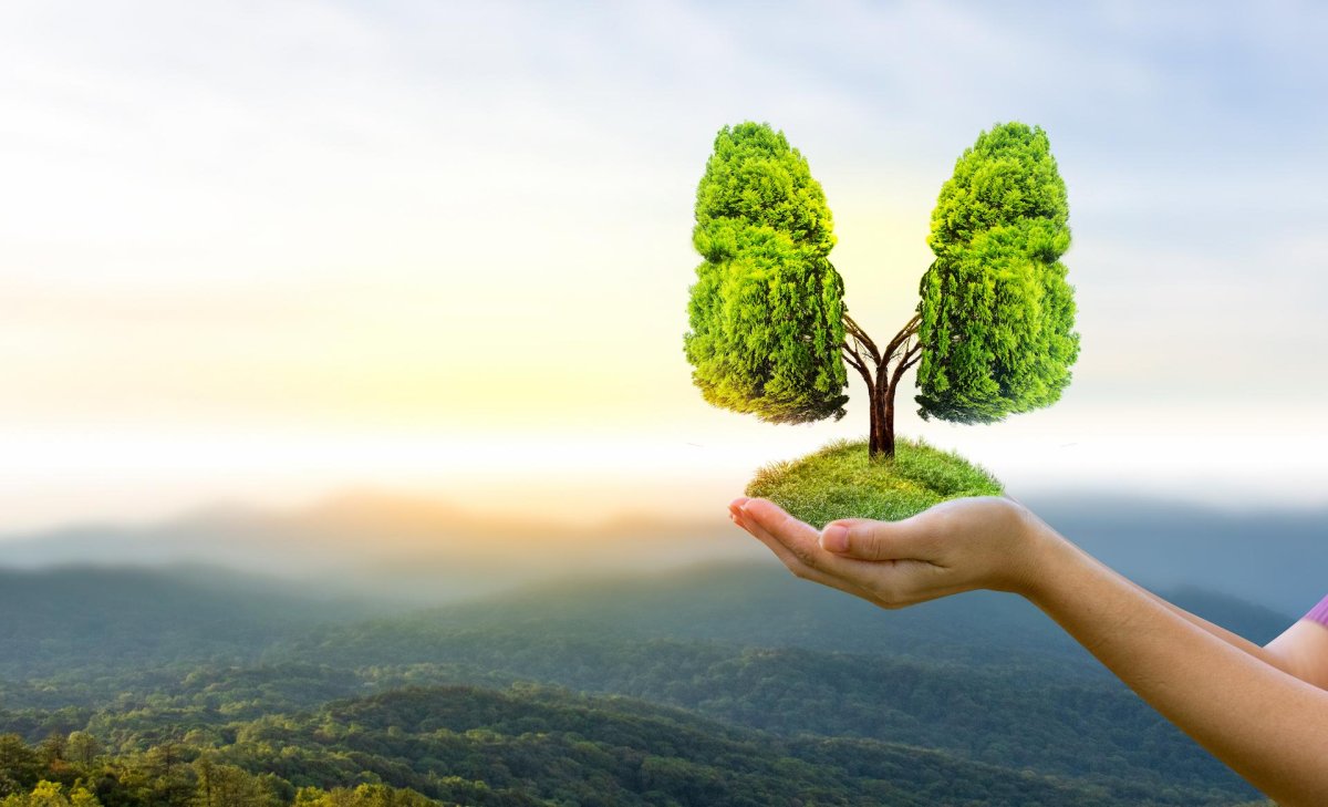 Легкие человека в виде дерева