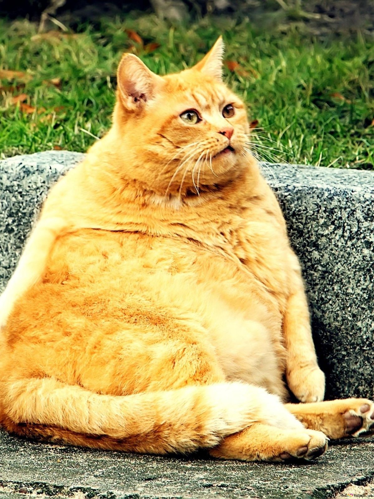 Толстый кот арт