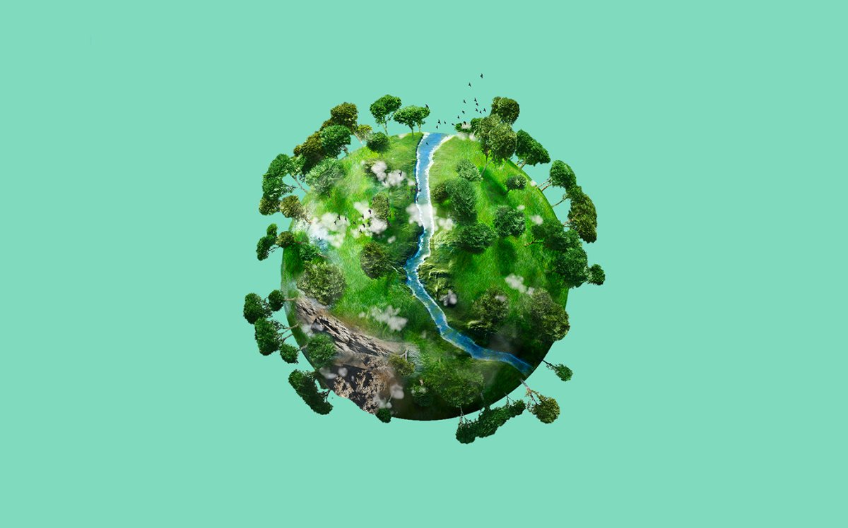 Деревья легкие нашей планеты