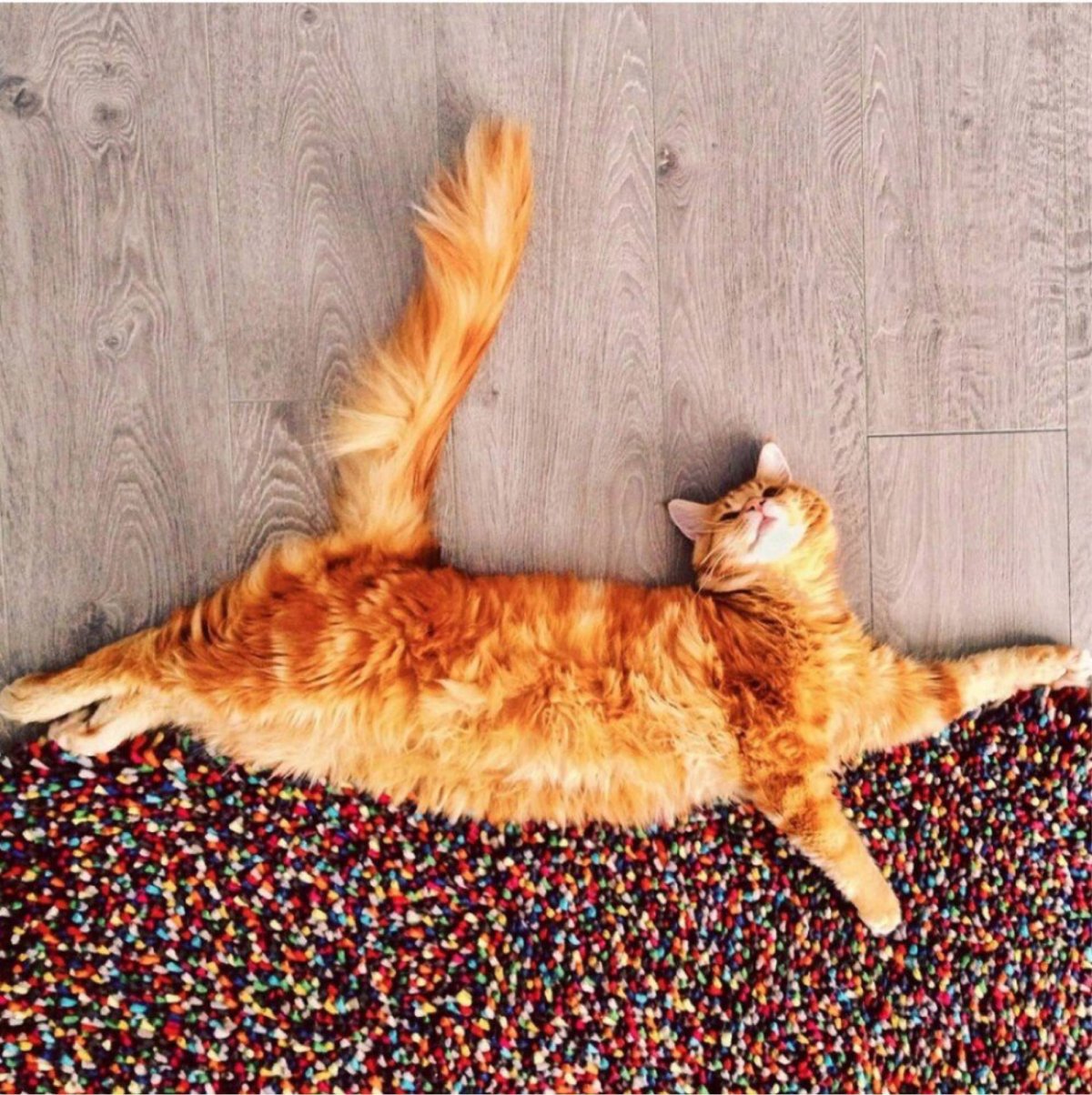 Пузатый кот