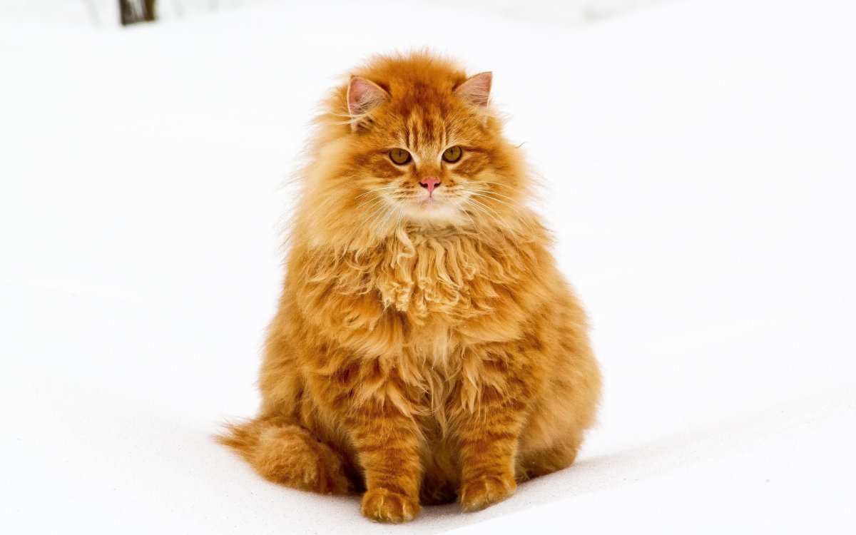 Кот Заратустра и Светлана Петрова